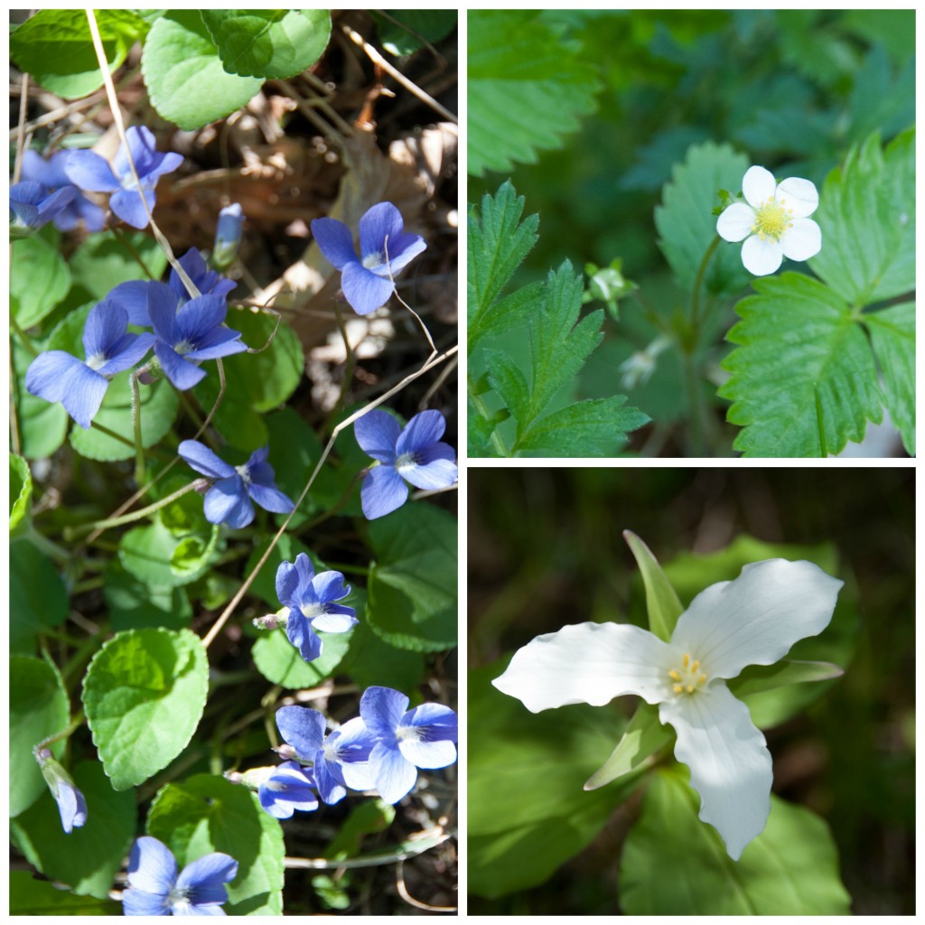 A Spring Nature Walk