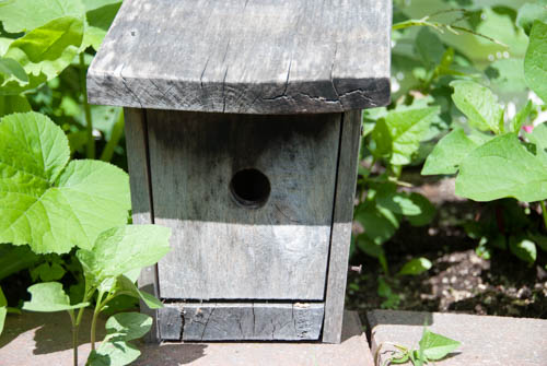 Nature Study: investigating a bird house | Learning Mama